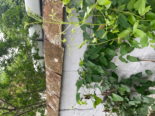 block wall with simple non-porous clay tile copings